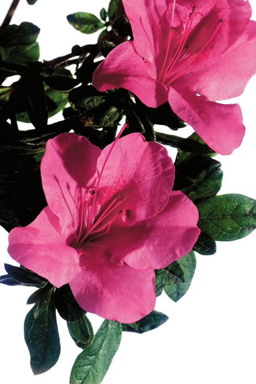 Autumn Carnival® Reblooming Azalea Rhododendron Autumn Carnival® PP#12111 from Pender Nursery