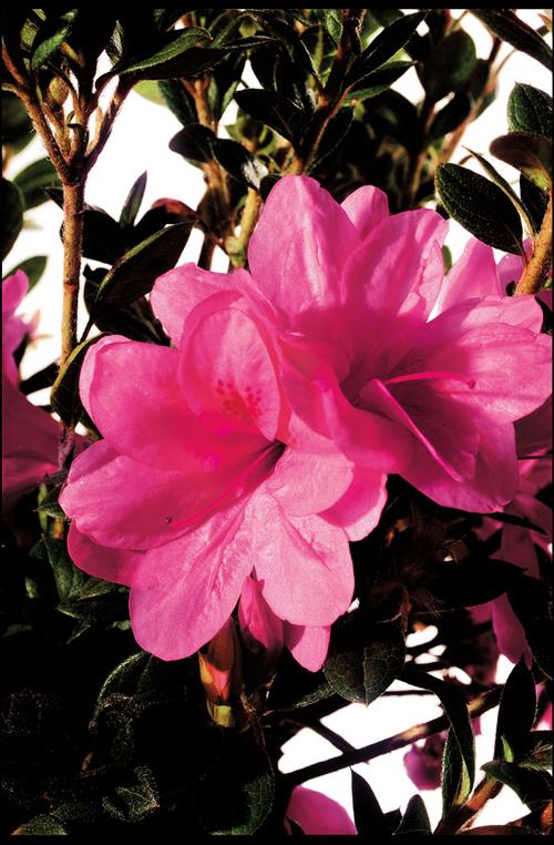 Autumn Empress™ Reblooming Azalea Rhododendron Autumn Empress™ PP#12109 from Pender Nursery
