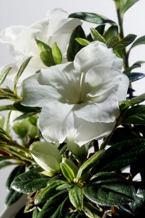 Autumn Moonlight® Reblooming Azalea Rhododendron Autumn Moonlight® PP#18416 from Pender Nursery