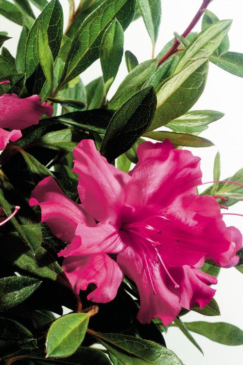 Autumn Sundance™ Reblooming Azalea Rhododendron Autumn Sundance™ PP#16184 from Pender Nursery