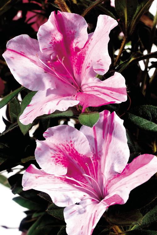 Autumn Twist® Reblooming Azalea Rhododendron Autumn Twist® PP#12133 from Pender Nursery
