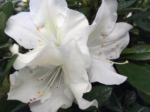 Autumn Ivory® Reblooming Azalea Rhododendron Autumn Ivory® PP#25046 from Pender Nursery