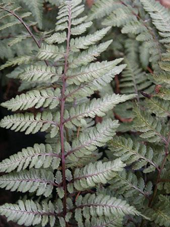 Japanese Painted Fern Athyrium niponicum Pictum from Pender Nursery