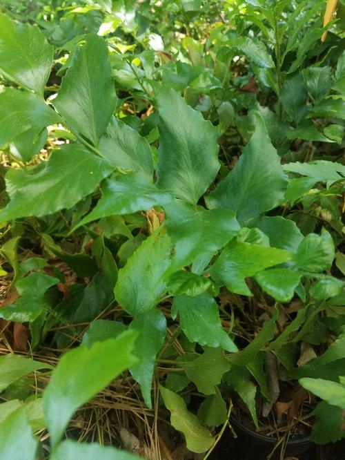 Holly Fern Cyrtomium falcatum Rochfordianum from Pender Nursery