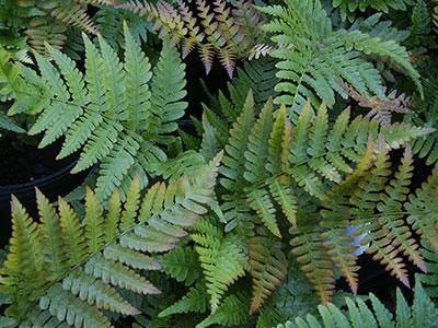 Autumn Fern Dryopteris erythrosora from Pender Nursery