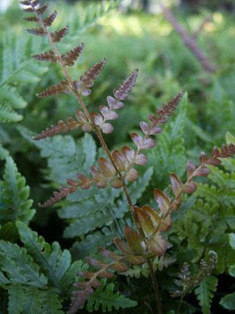Brilliance Autumn Fern Dryopteris erythrosora Brilliance from Pender Nursery