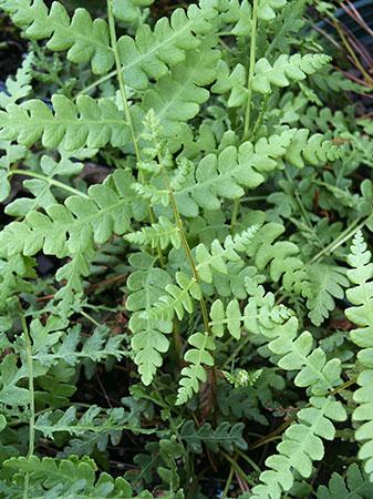 Cinnamon Fern Osmunda cinnamomea from Pender Nursery