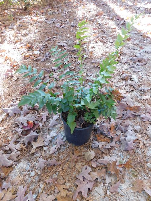 Fortune's Cold Hardy Holly Fern Cyrtomium fortunei from Pender Nursery