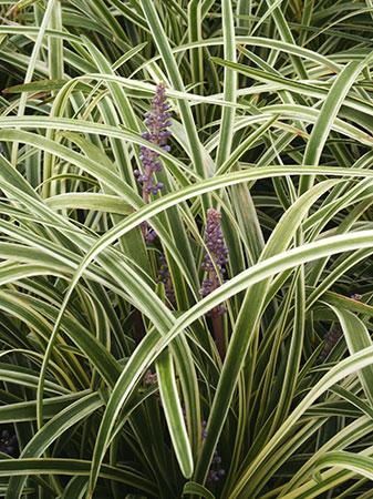 Variegated Lilyturf Liriope muscari Variegata from Pender Nursery