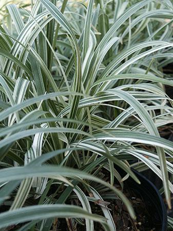 Silver Dragon Creeping Lilyturf Liriope spicata 'Silver Dragon' from Pender Nursery