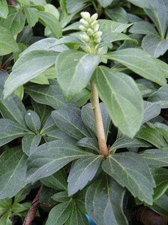 Japanese Pachysandra Pachysandra terminalis from Pender Nursery