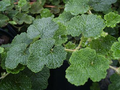 Creeping Raspberry Rubus calycinoides from Pender Nursery