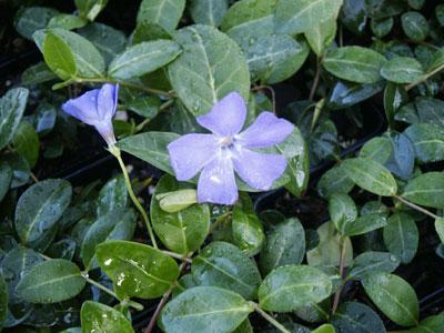Periwinkle Vinca minor 'Bowles' from Pender Nursery