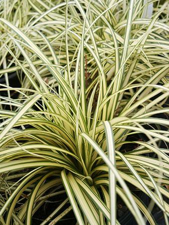 EverColor® Evergold Sedge Carex oshimensis EverColor® Evergold from Pender Nursery