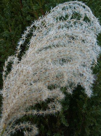 Gracillimus Maiden Grass Miscanthus sinensis 'Gracillimus' from Pender Nursery