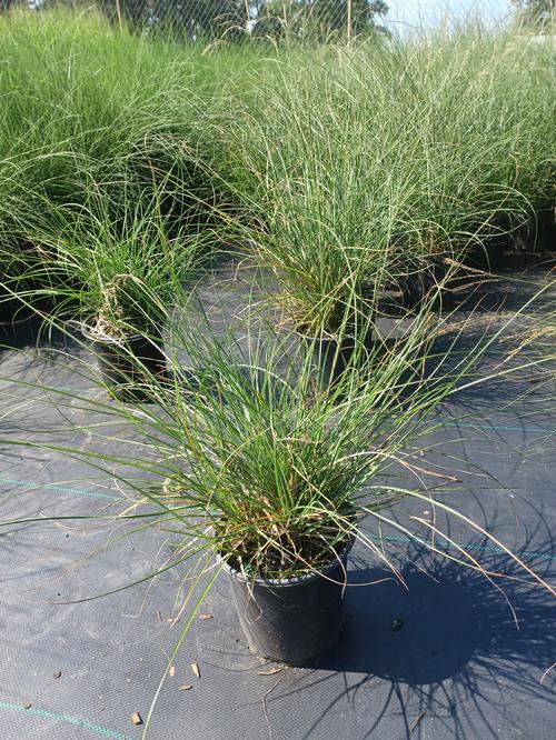 Little Kitten Maiden Grass Miscanthus sinensis Little Kitten from Pender Nursery