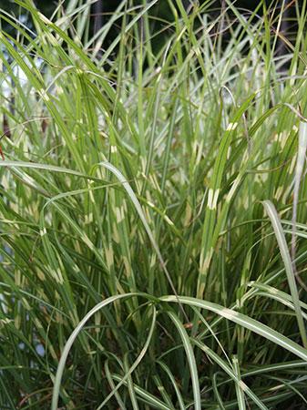 Dwarf Zebra Grass Miscanthus sinensis 'Little Zebra' PP#13008 from Pender Nursery