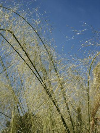 White Cloud Muhly Grass Muhlenbergia capillaris White Cloud from Pender Nursery