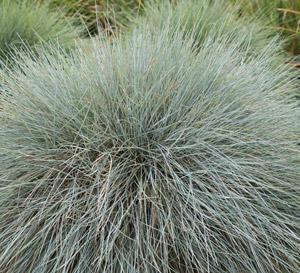 Beyond Blue™ Fescue Festuca glauca Beyond Blue™ PP#23307 from Pender Nursery