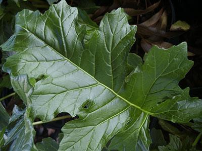 Summer Beauty Bear's Breeches Acanthus Summer Beauty from Pender Nursery