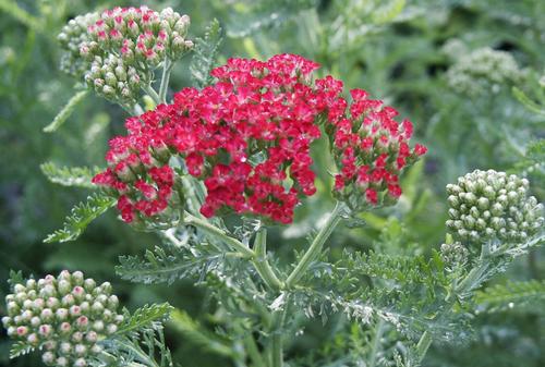 Paprika Yarrow Achillea millefolium Paprika from Pender Nursery