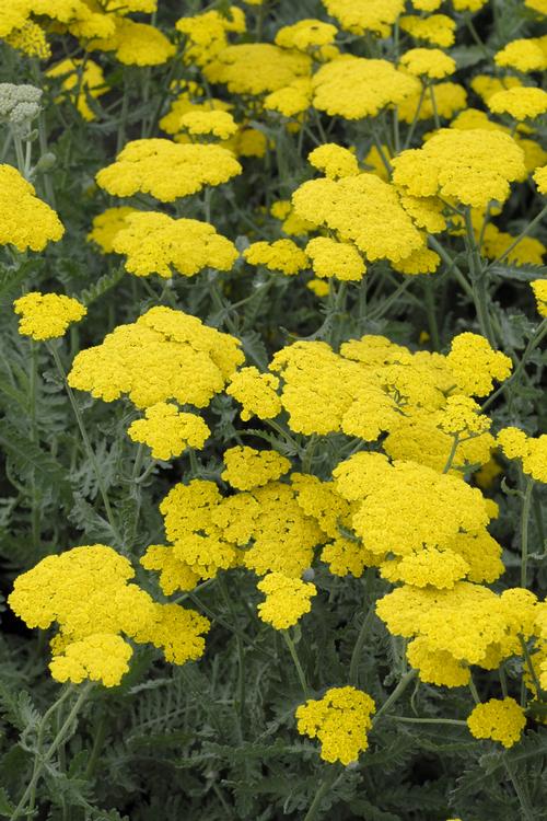 Moonshine Yarrow Achillea x Moonshine from Pender Nursery