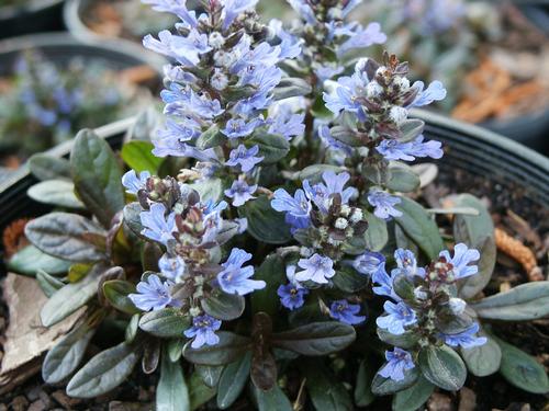 Chocolate Chip Bugleweed Ajuga reptans 'Chocolate Chip' from Pender Nursery