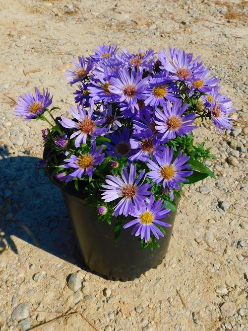 Wood's Blue Aster Aster dumosus 'Wood's Blue' from Pender Nursery