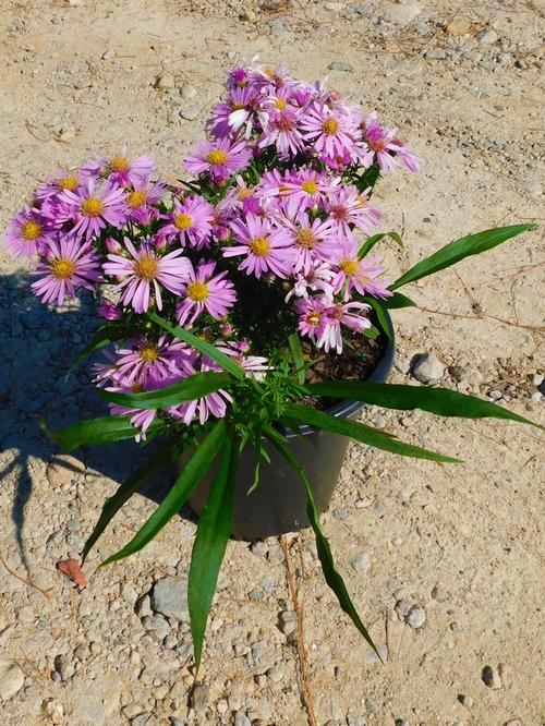 Wood's Pink Aster Aster dumosus 'Wood's Pink' from Pender Nursery