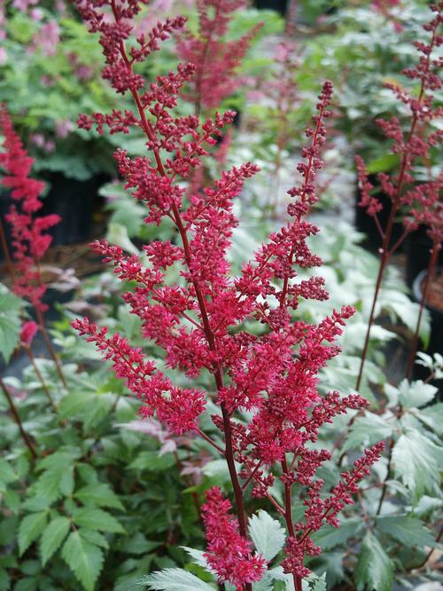 Fanal Goat's Beard, False Spirea Astilbe Fanal from Pender Nursery