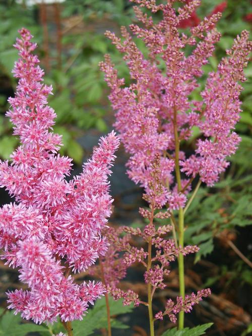 Visions Goat's Beard, False Spirea Astilbe Visions from Pender Nursery