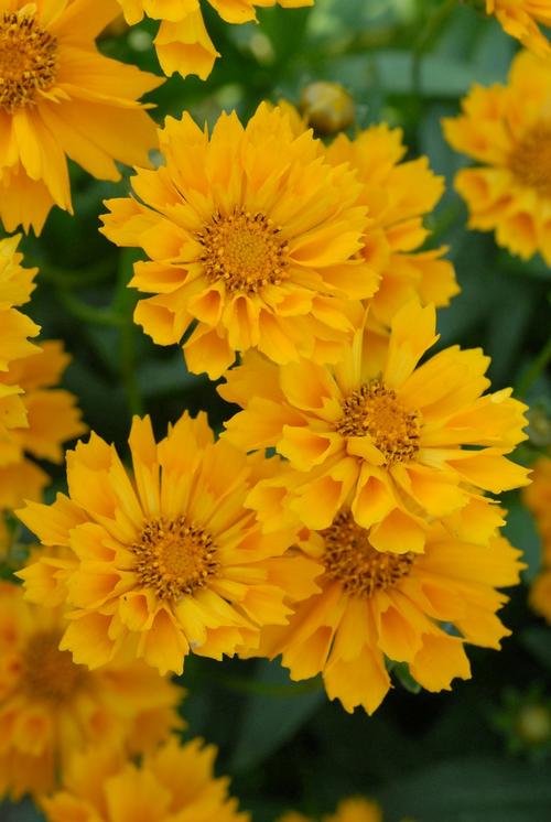 Jethro Tull™ Tickseed Coreopsis 'Jethro Tull'™ PP#18798 from Pender Nursery