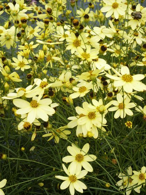 Moonbeam Tickseed Coreopsis verticillata Moonbeam from Pender Nursery