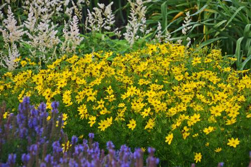 Zagreb Tickseed Coreopsis verticillata Zagreb from Pender Nursery