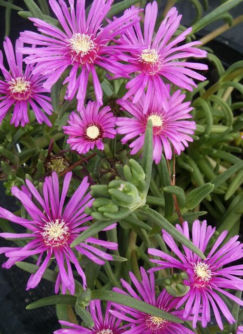 Ice Plant Delosperma cooperi from Pender Nursery