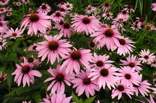 Purple Coneflower Echinacea purpurea Magnus from Pender Nursery