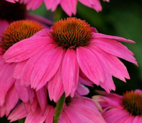 PowWow® Wild Berry Coneflower Echinacea purpurea PowWow® Wild Berry from Pender Nursery
