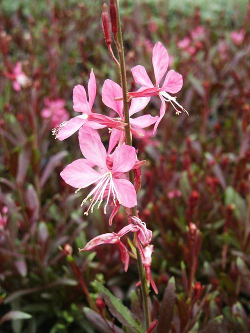 Ballerina Rose™ Gaura Gaura lindheimeri Ballerina Rose™ PP#14635 from Pender Nursery