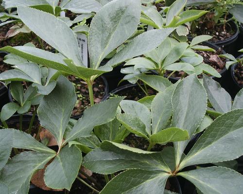 Lenten Rose Helleborus x hybridus from Pender Nursery