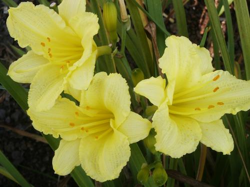 Happy Returns Daylily Hemerocallis Happy Returns from Pender Nursery