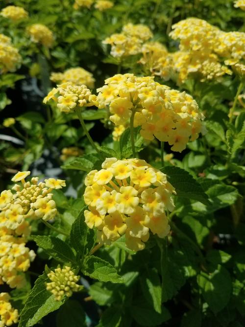 Chapel Hill Yellow Lantana Lantana camara 'Chapel Hill Yellow' PP#19548 from Pender Nursery