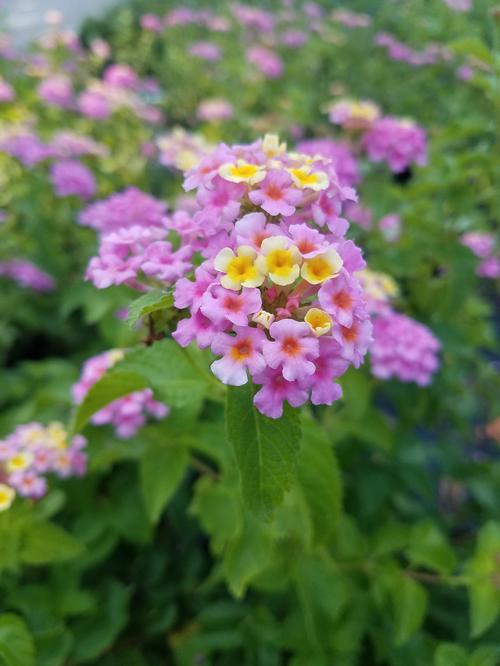 Ham and Eggs Lantana Lantana camara 'Ham and Eggs' from Pender Nursery