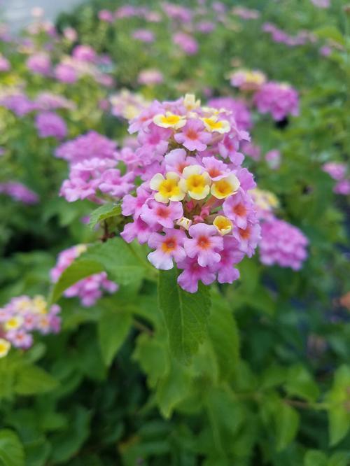 Ham and Eggs Lantana Lantana camara 'Ham and Eggs' from Pender Nursery