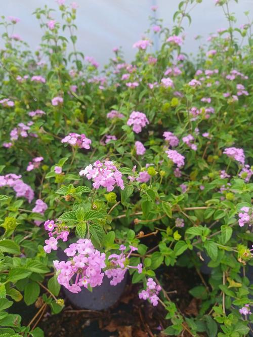 Trailing Lavender Lantana Lantana camara 'Trailing Lavender' from Pender Nursery