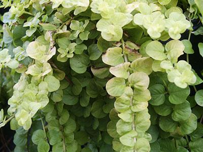 Gold Moneywort, Creeping Jenny Lysimachia nummularia 'Aurea' from Pender Nursery
