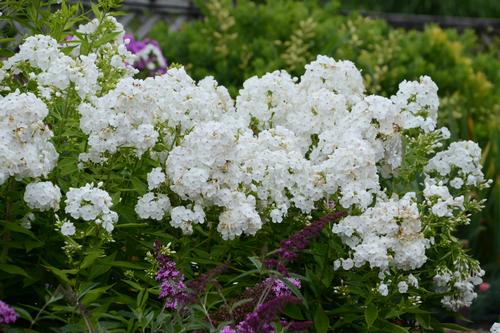 David Garden Phlox Phlox paniculata 'David' from Pender Nursery