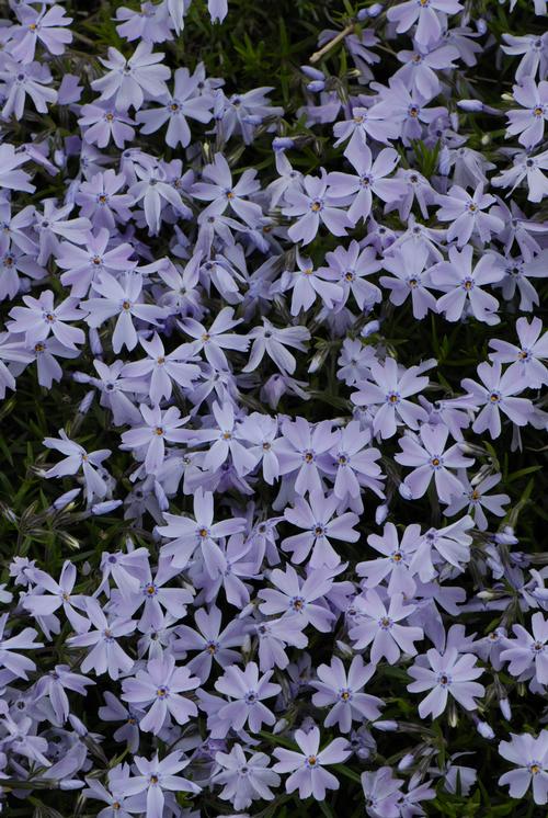 Emerald Blue Creeping Phlox Phlox subulata Emerald Blue from Pender Nursery