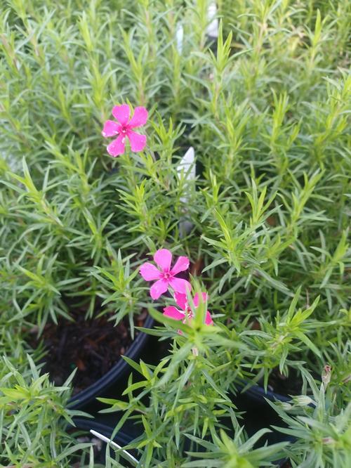 Scarlet Flame Creeping Phlox Phlox subulata 'Scarlet Flame' from Pender Nursery