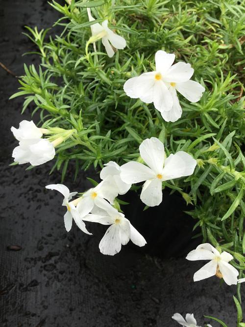 Snowflake Creeping Phlox Phlox subulata Snowflake from Pender Nursery