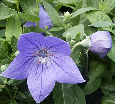 Sentimental Blue Balloon Flower Platycodon grandiflorus Sentimental Blue from Pender Nursery